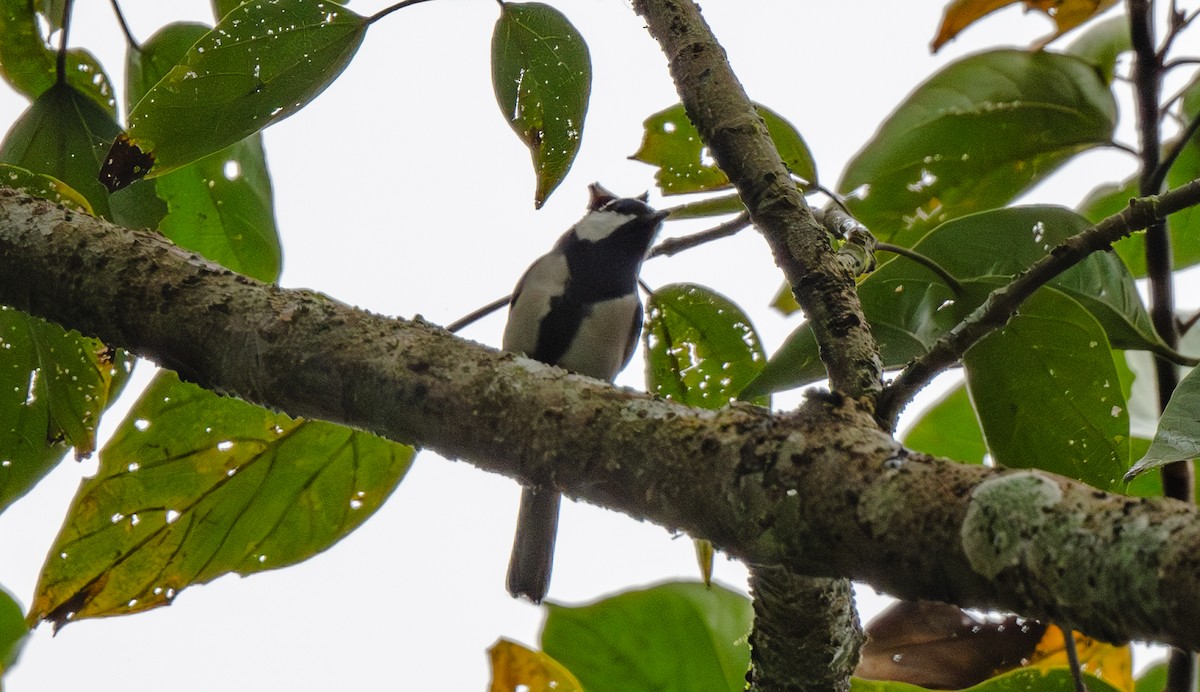 シジュウカラ（cinereus グループ） - ML646477575