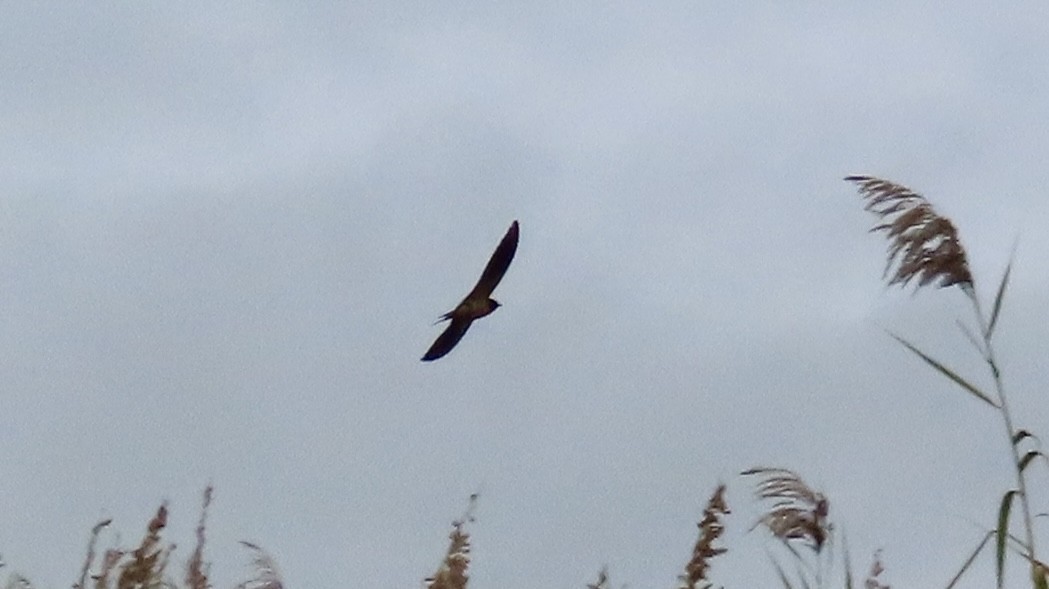 Rauchschwalbe - ML646477577