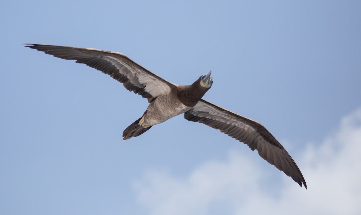 Brown Booby - ML646477589