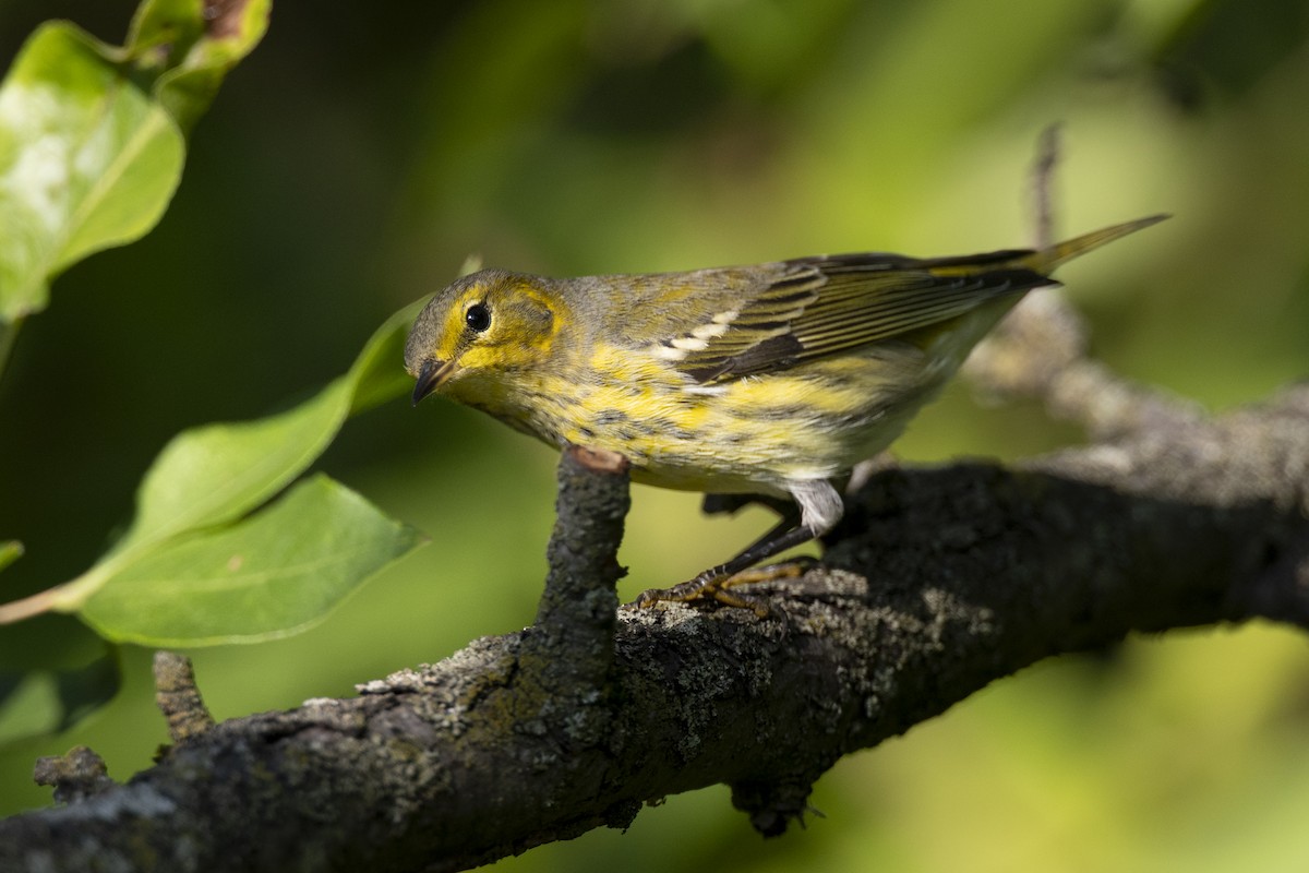 lesňáček skvrnitý - ML646477593