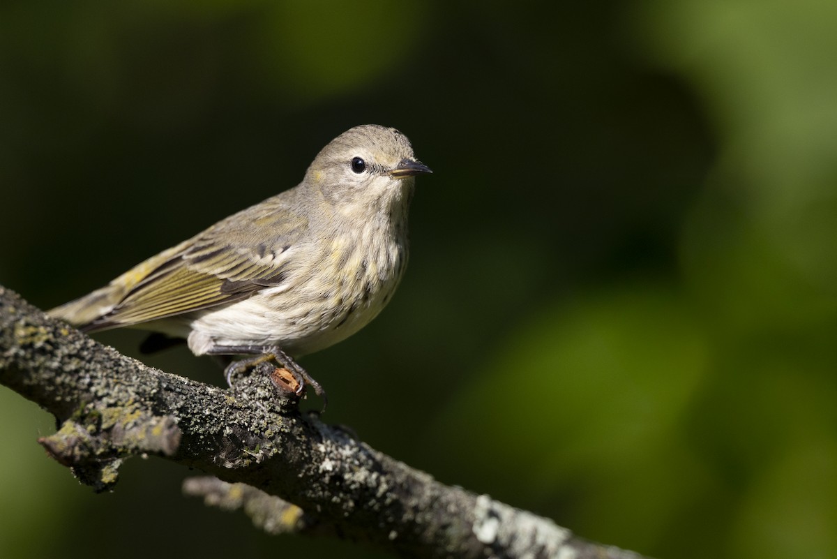 lesňáček skvrnitý - ML646477598