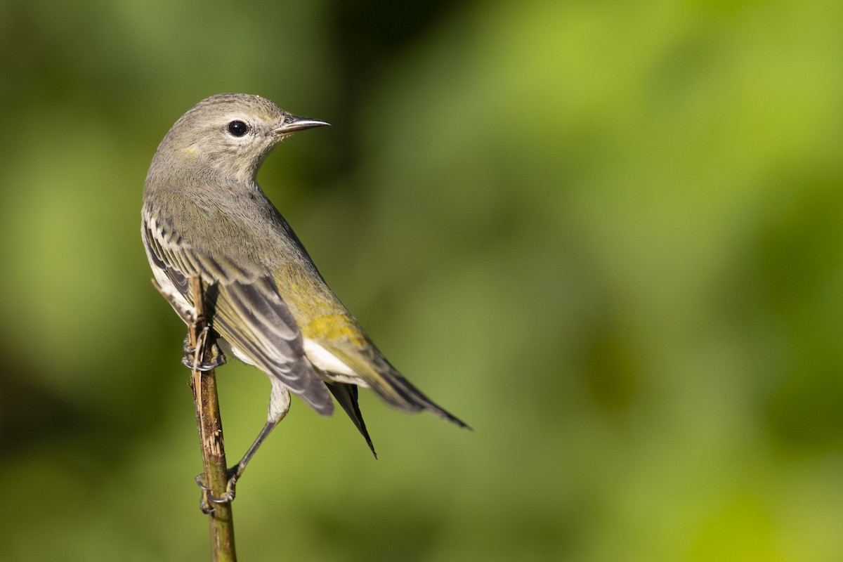 lesňáček skvrnitý - ML646477599