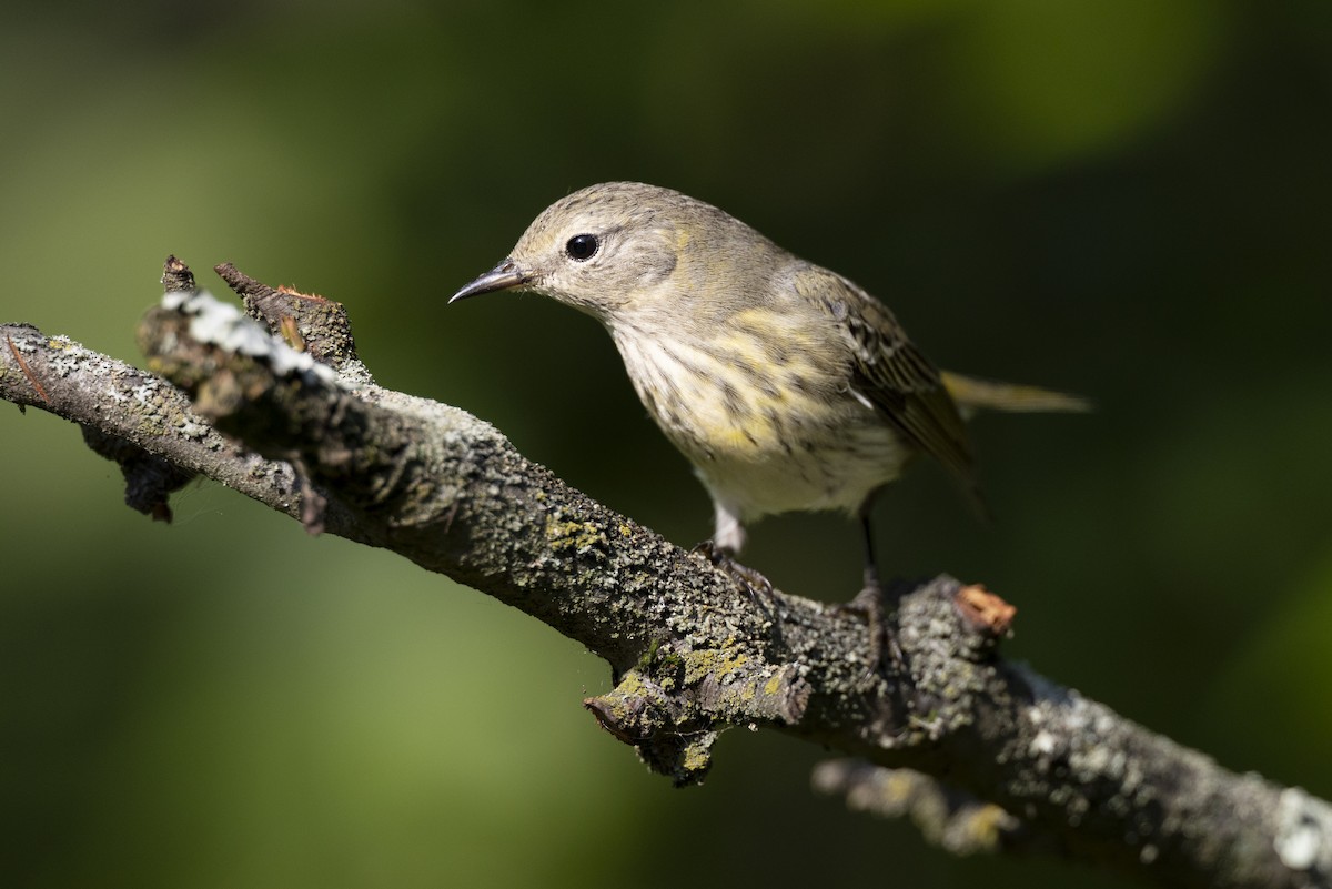 lesňáček skvrnitý - ML646477600