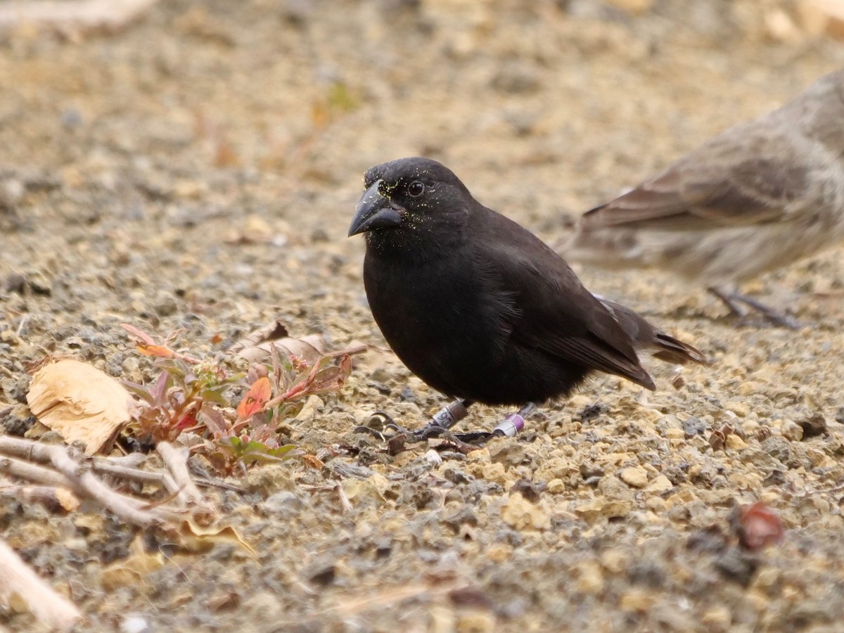 Common Cactus-Finch - ML646477601
