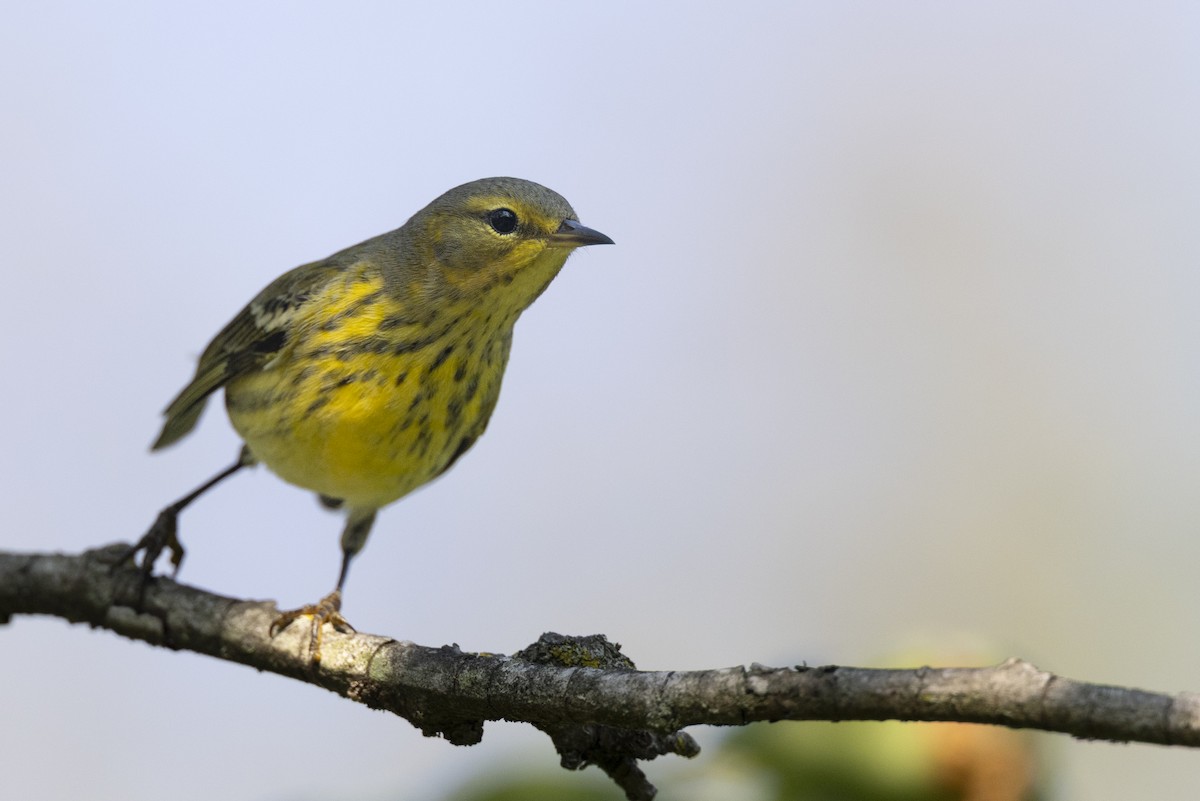 lesňáček skvrnitý - ML646477602