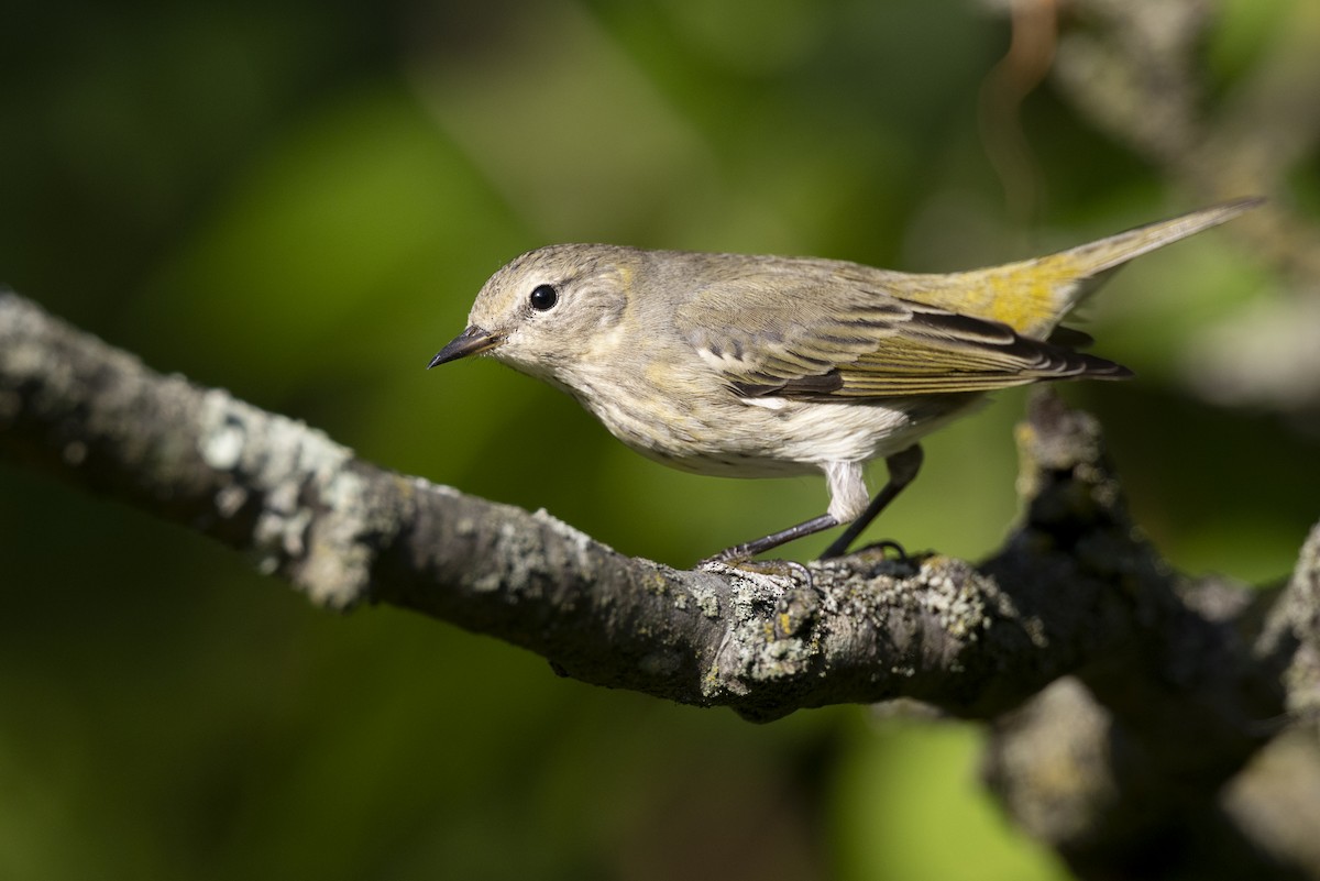 lesňáček skvrnitý - ML646477603