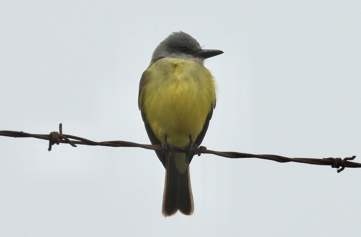 Tropical Kingbird - ML646477605