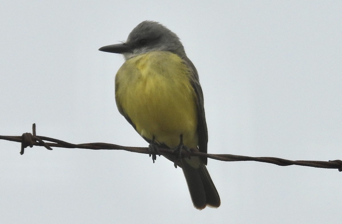 Tropical Kingbird - ML646477606