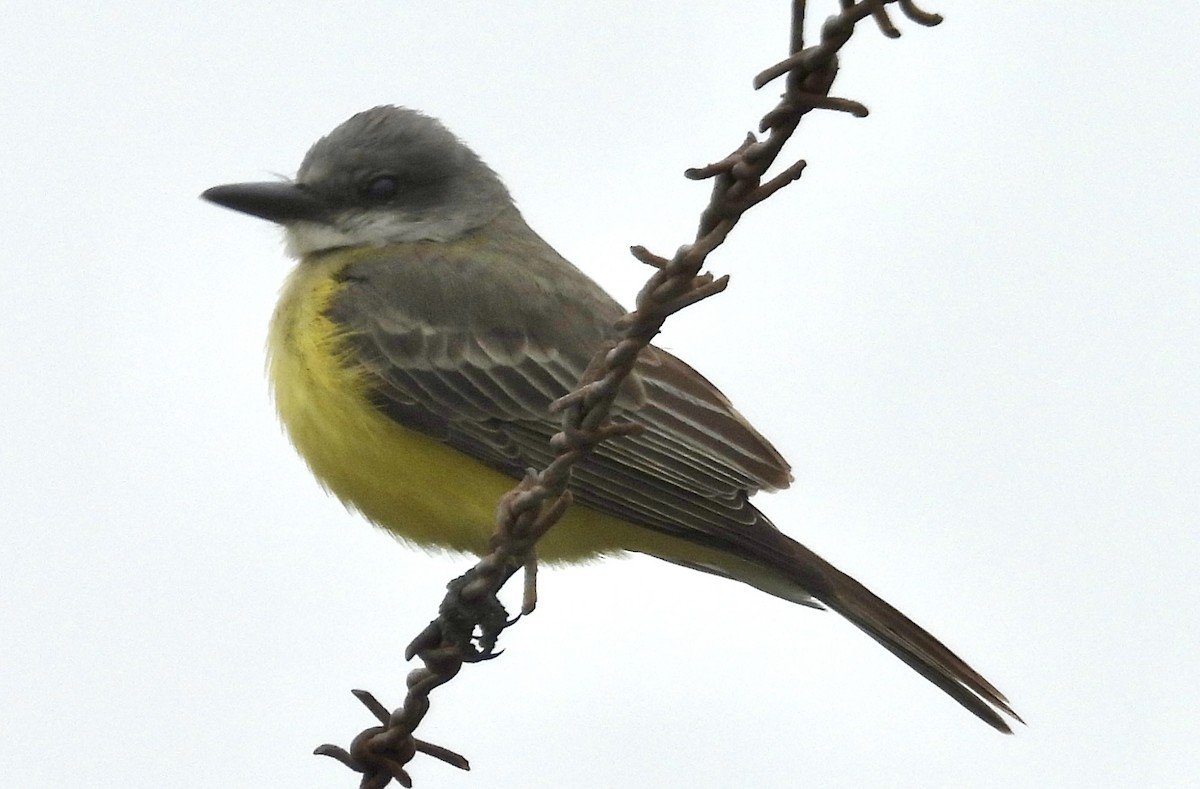 Tropical Kingbird - ML646477607