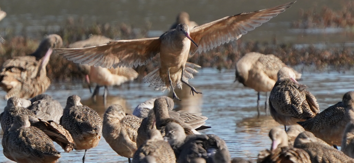 Marbled Godwit - ML646477609