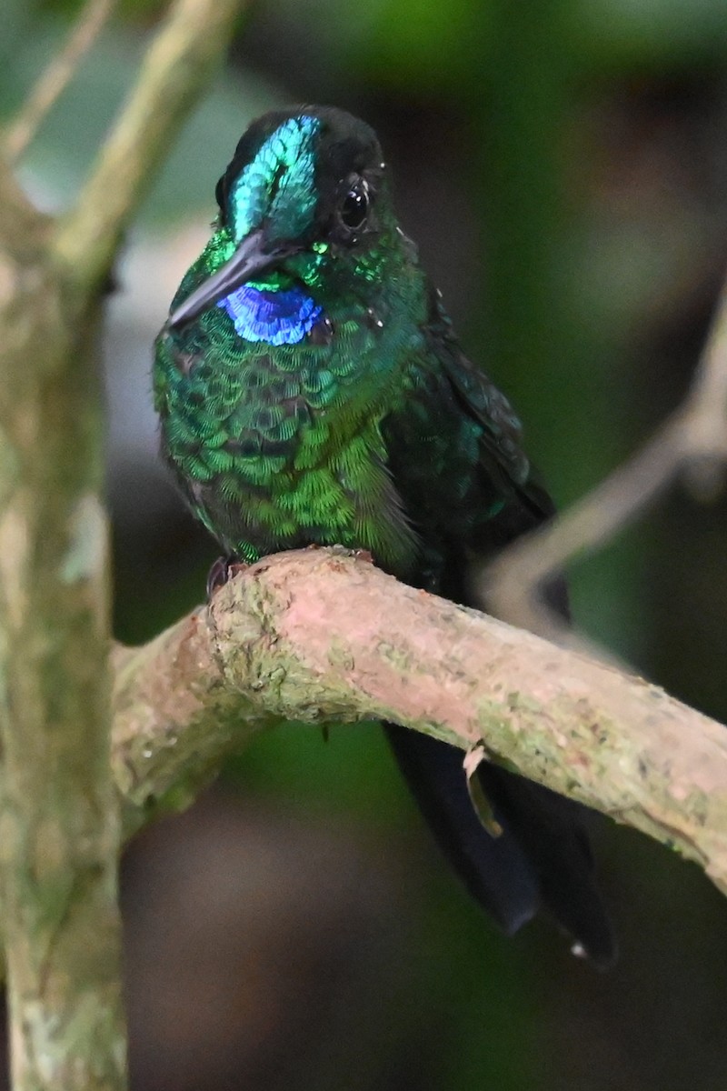 kolibřík subtropický - ML646477610