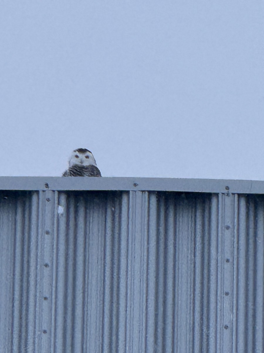 Schneeeule - ML646477611
