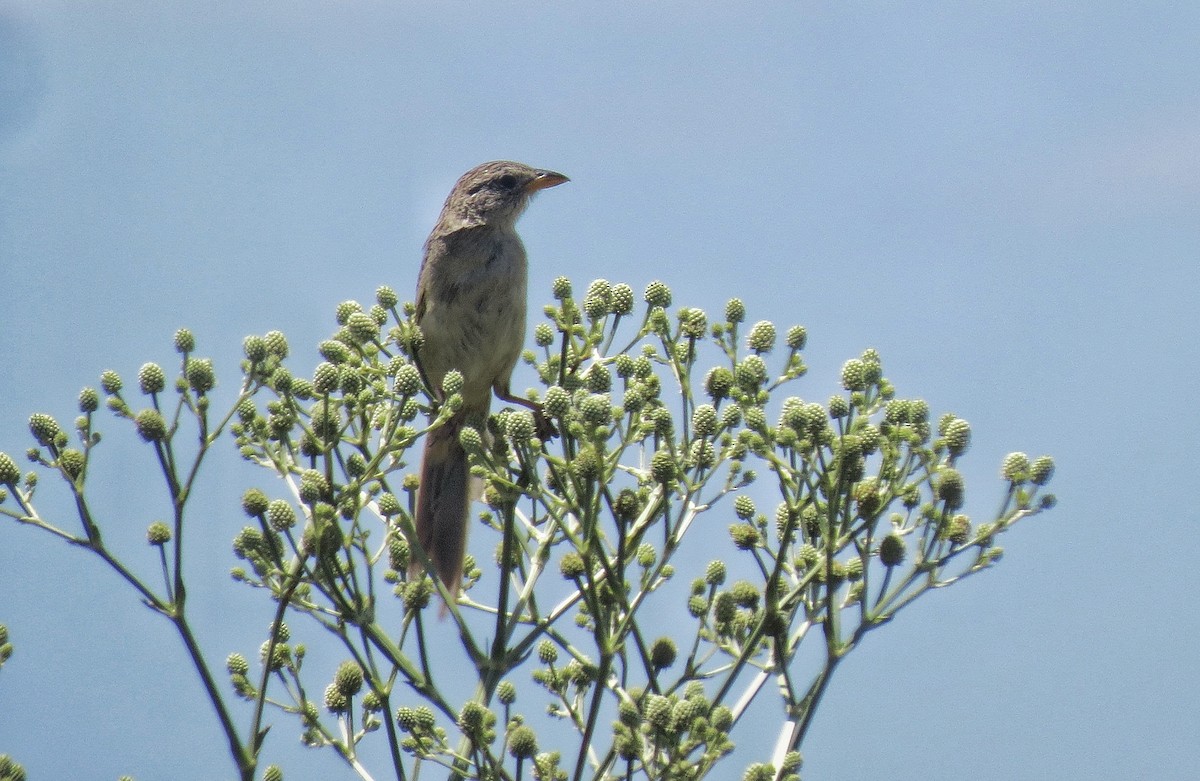 クサビオノジコ - ML646477612