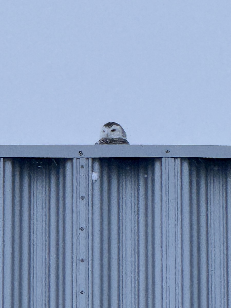 Schneeeule - ML646477613