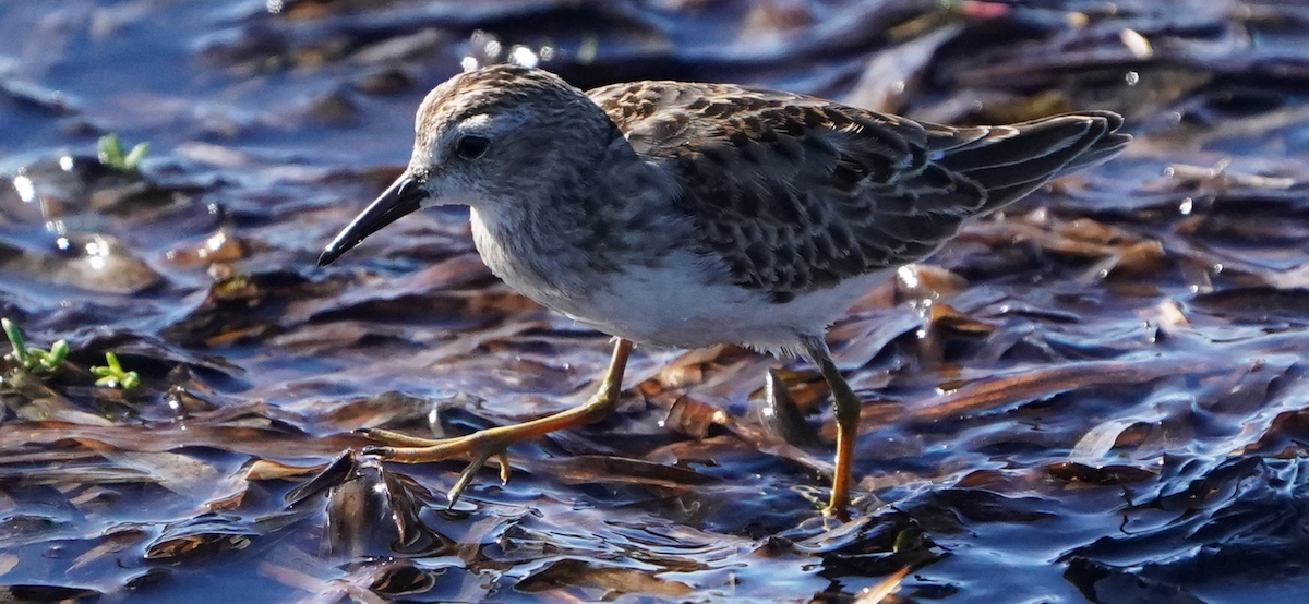 Least Sandpiper - ML646477618