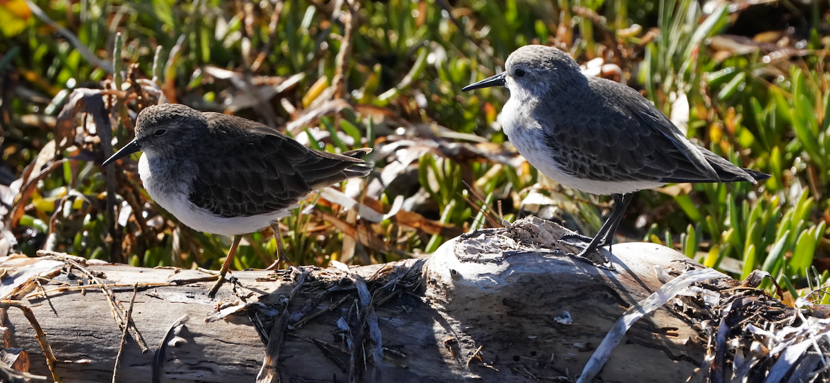 Least Sandpiper - ML646477619