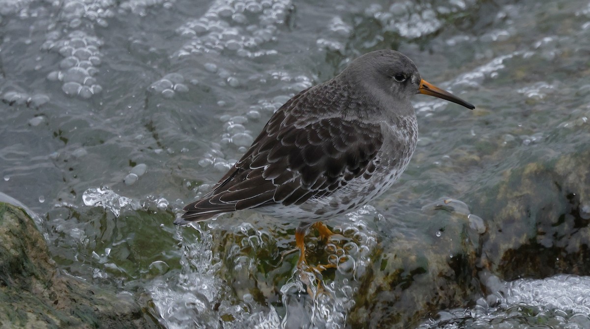 Purple Sandpiper - ML646477620