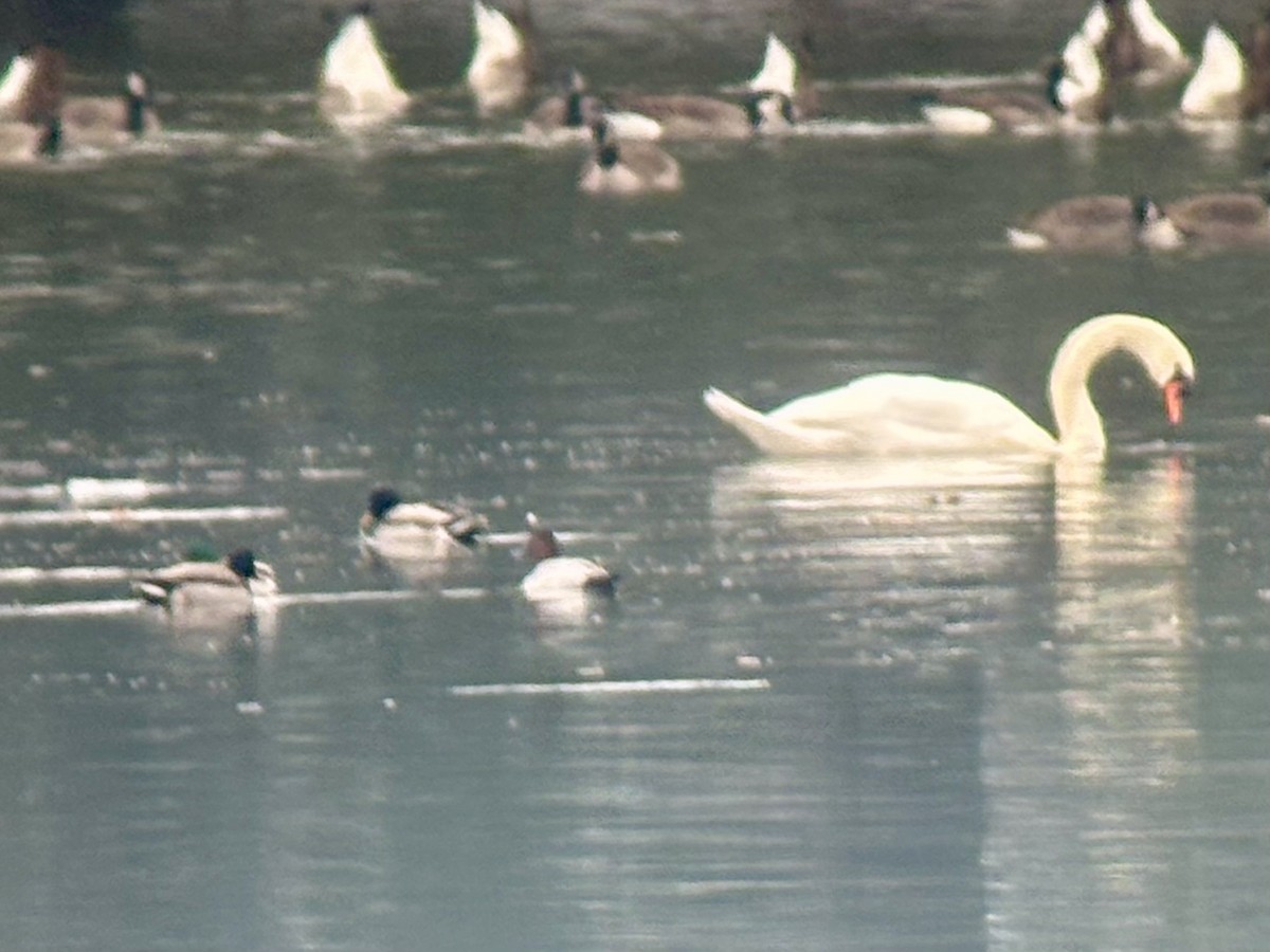 Büyük Elmabaş - ML646477621