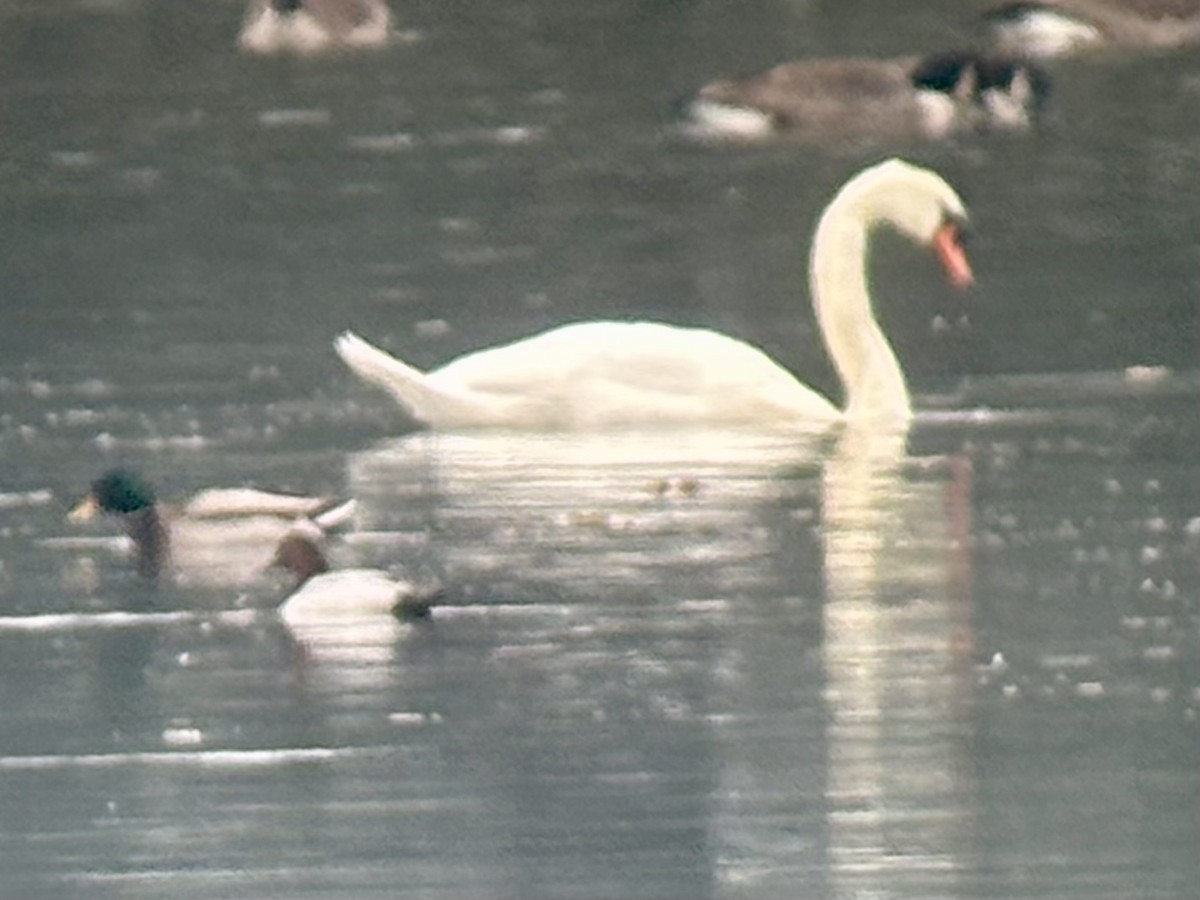 Büyük Elmabaş - ML646477622