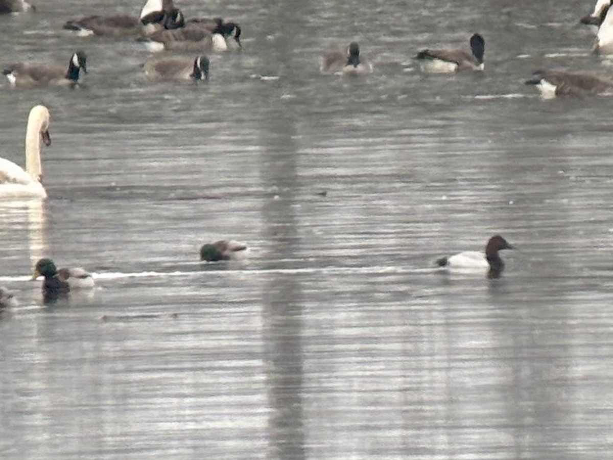 Büyük Elmabaş - ML646477623