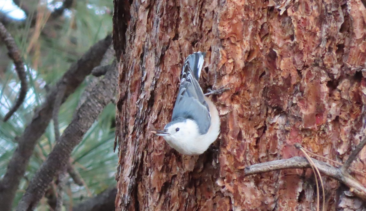White-breasted Nuthatch - ML646477624