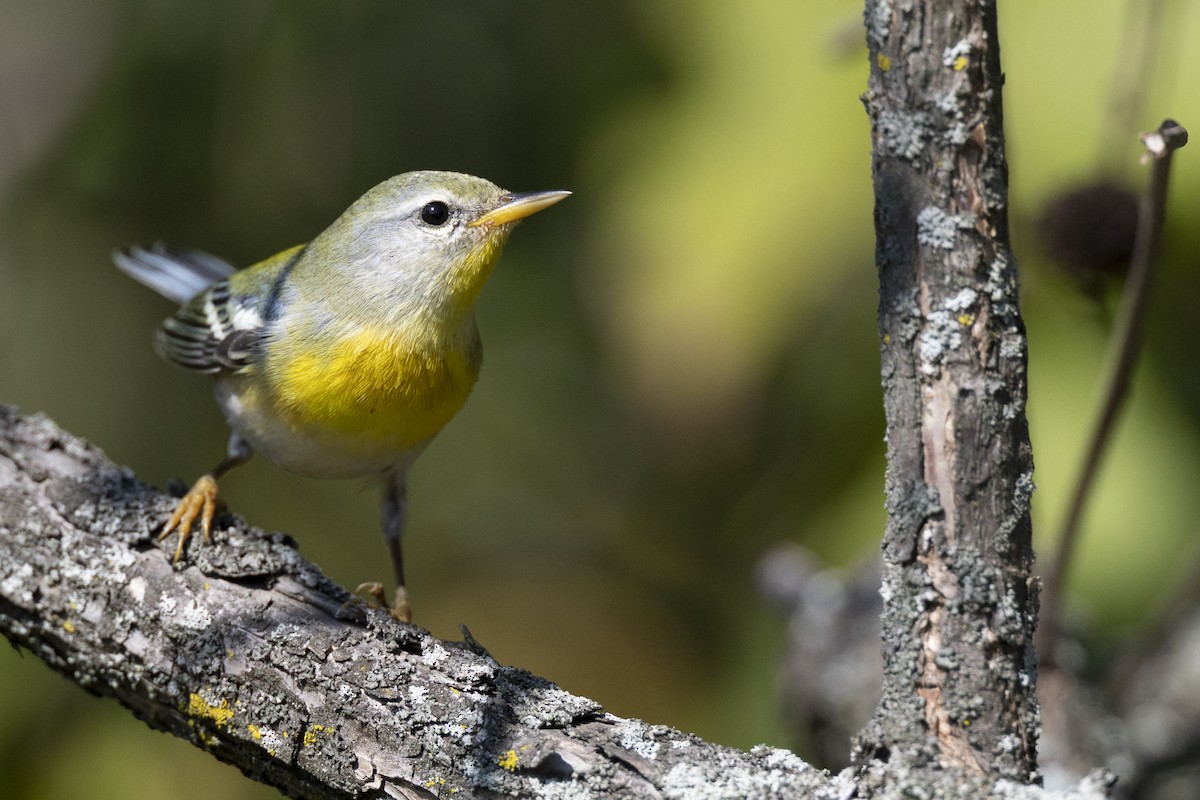 Northern Parula - ML646477625