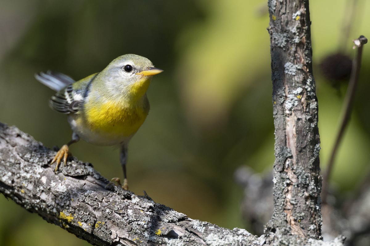 Northern Parula - ML646477626
