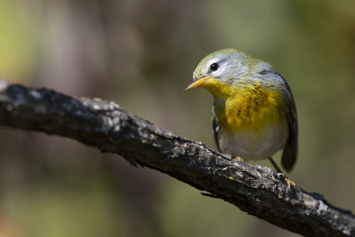 Northern Parula - ML646477628