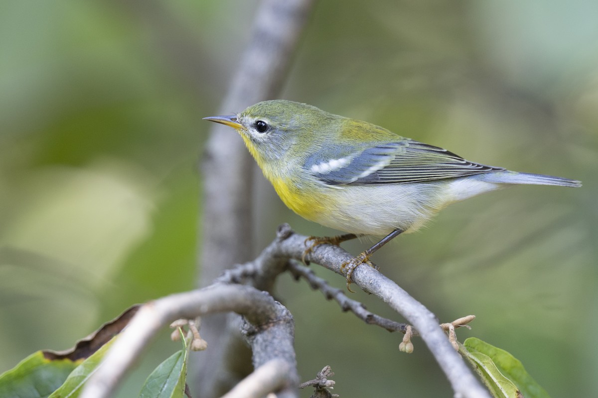 Northern Parula - ML646477629