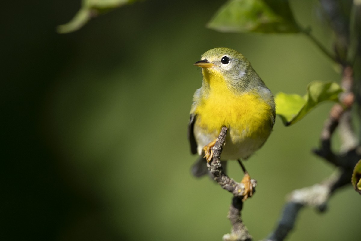 Northern Parula - ML646477630