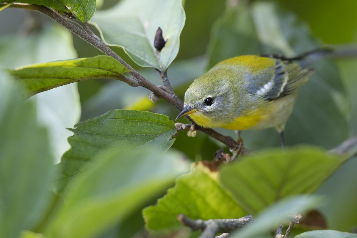 Northern Parula - ML646477631