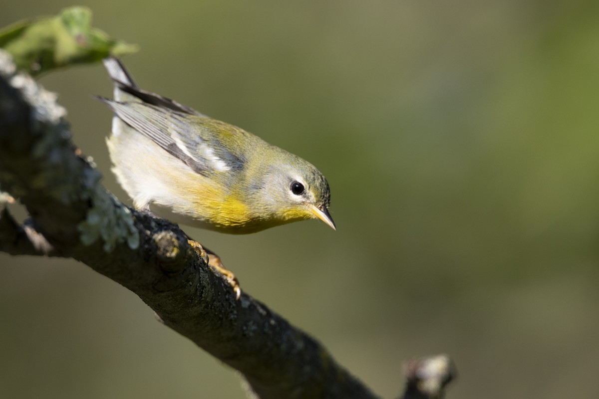 Northern Parula - ML646477632