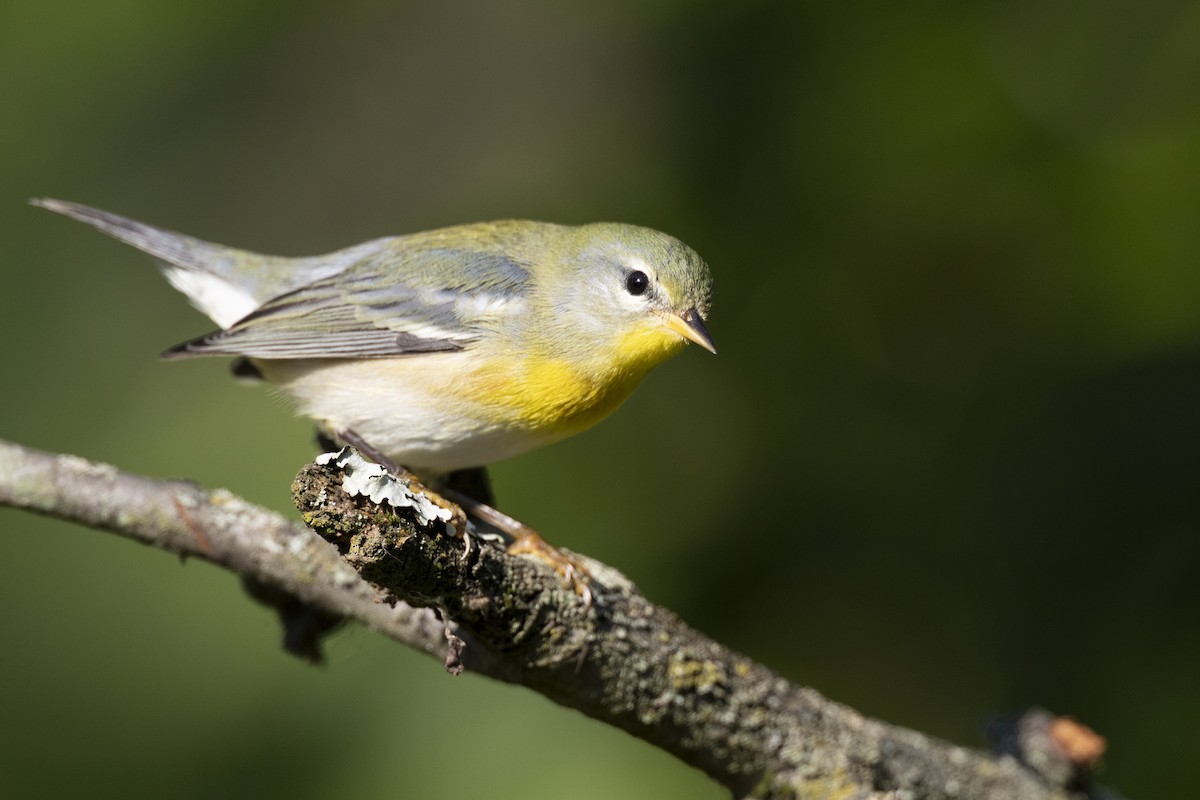 Northern Parula - ML646477633