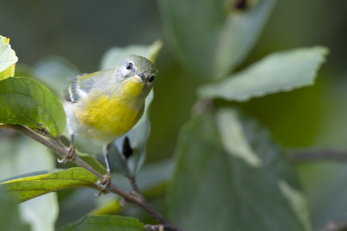 Northern Parula - ML646477634