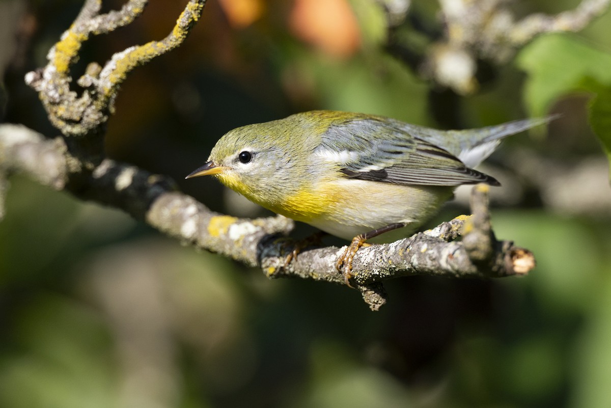 Northern Parula - ML646477635