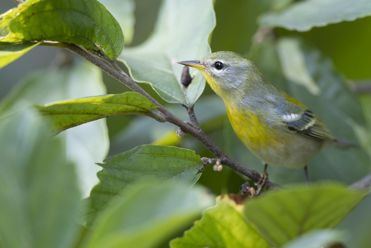 Northern Parula - ML646477636