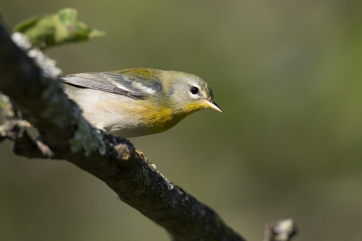 Northern Parula - ML646477637