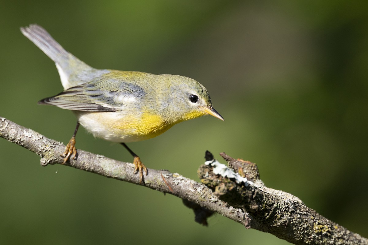 Northern Parula - ML646477638
