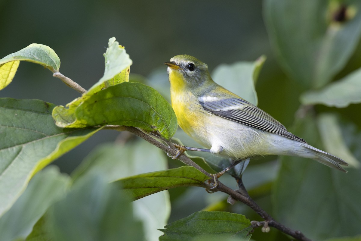 Northern Parula - ML646477639
