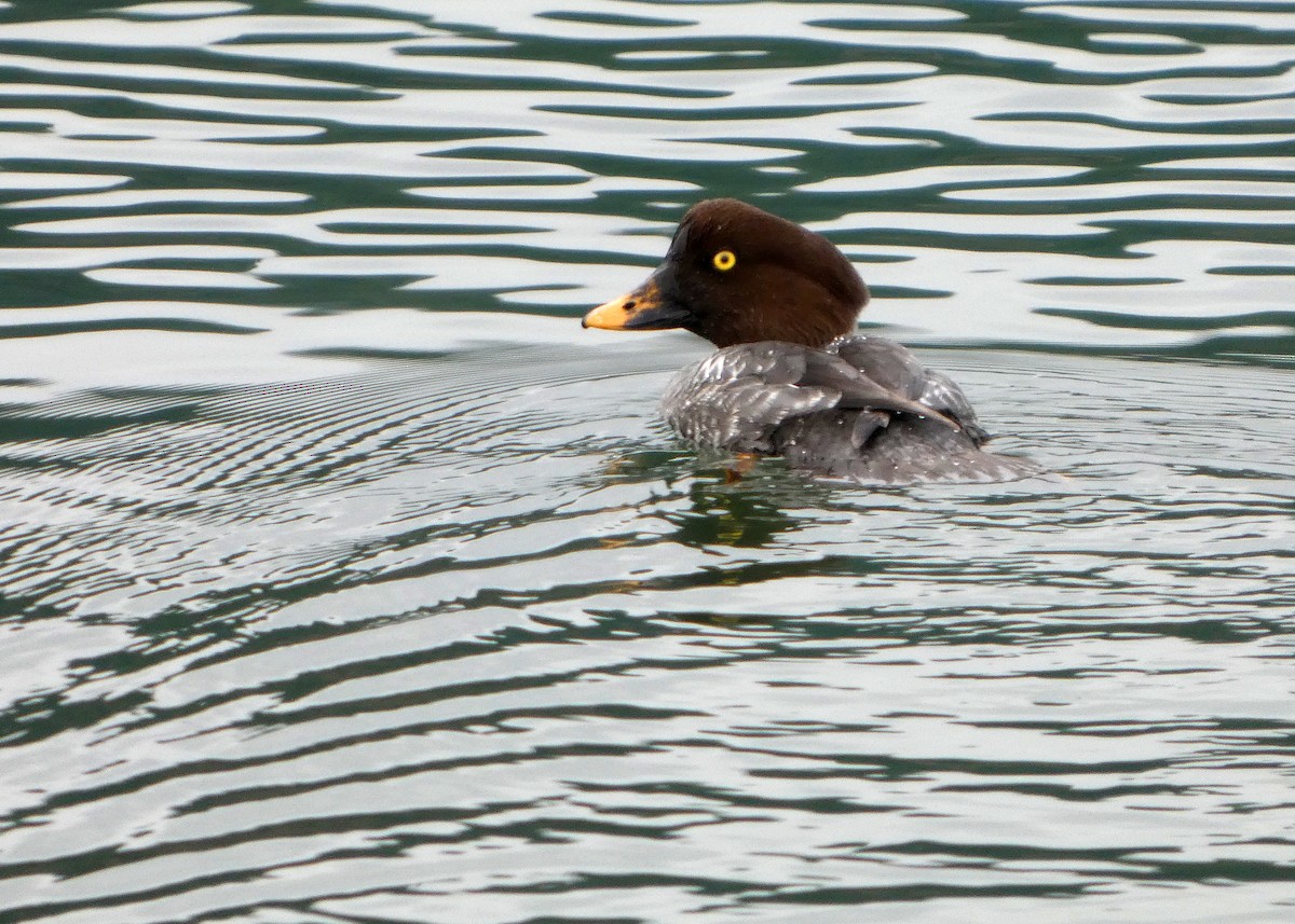 Common Goldeneye - ML646477640
