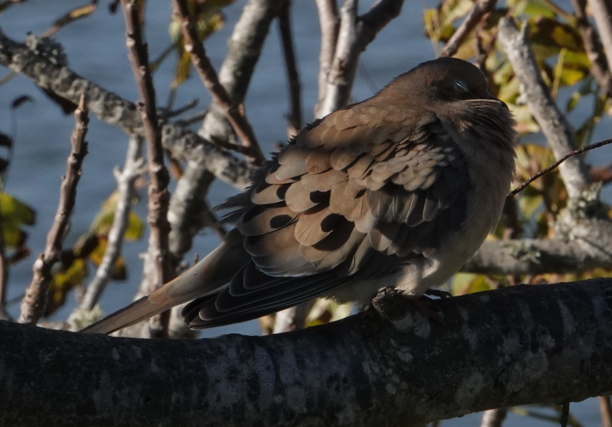 Mourning Dove - ML646477641