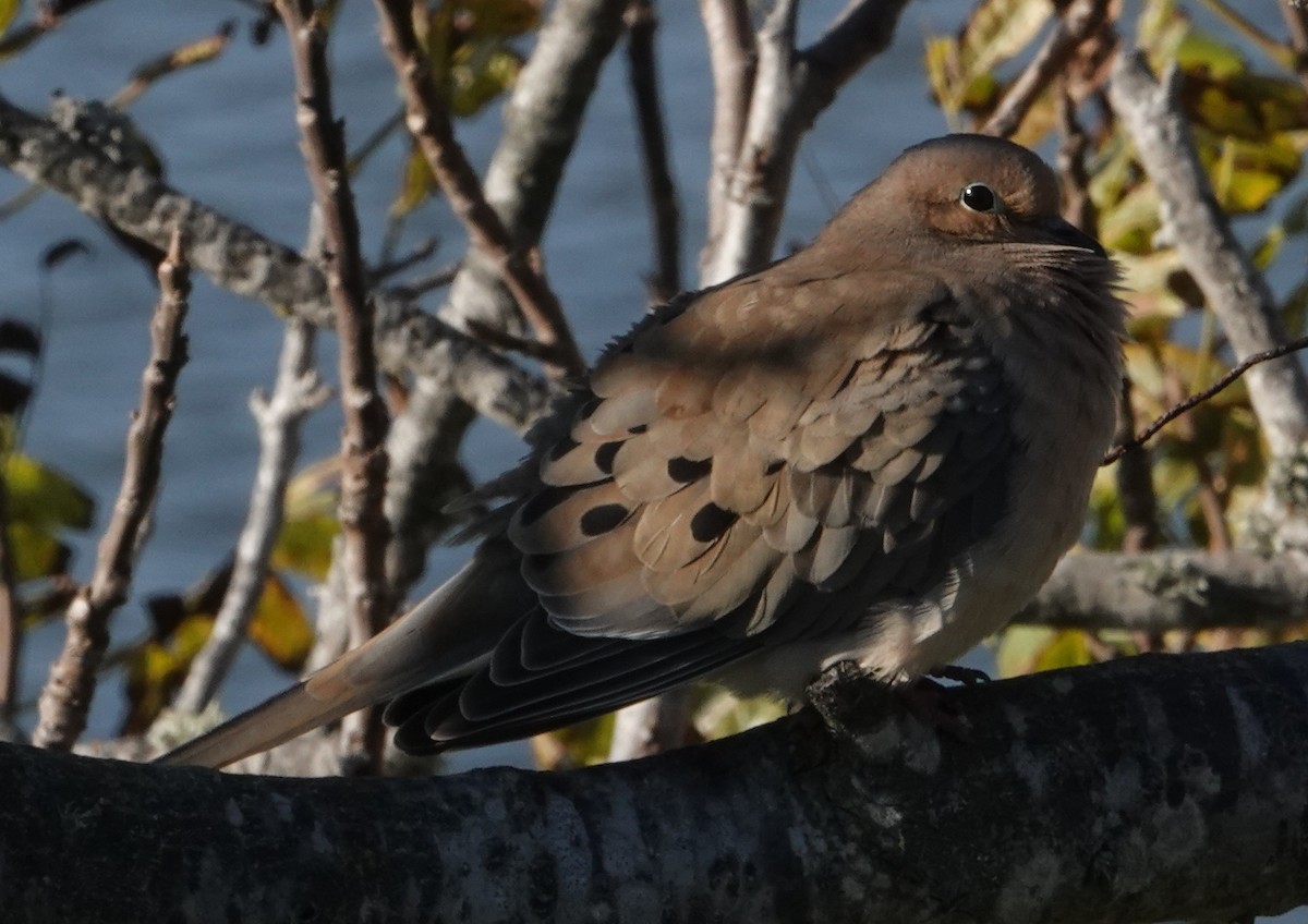Mourning Dove - ML646477642