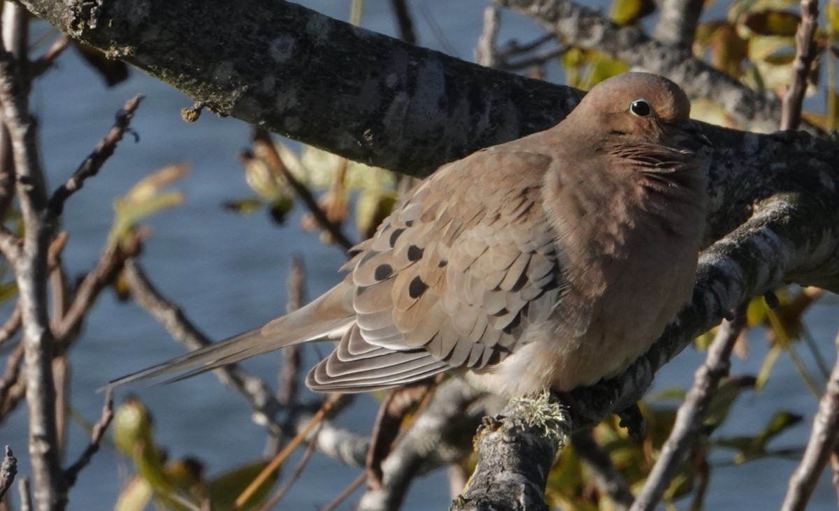 Mourning Dove - ML646477643
