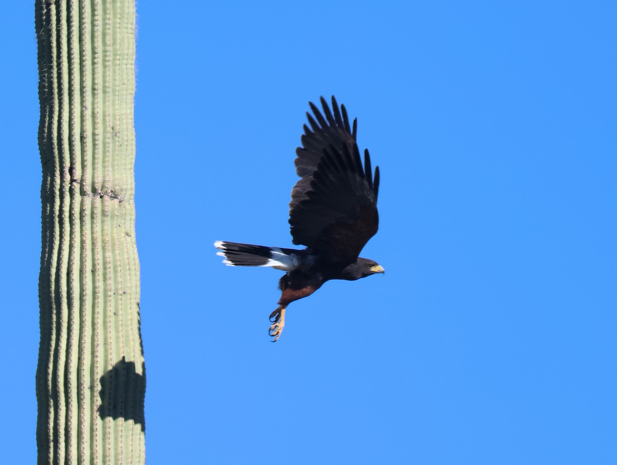 Harris's Hawk - ML646477644