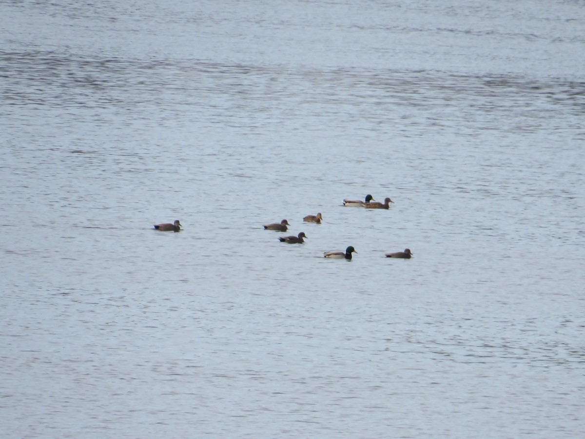 Gadwall - ML646477646