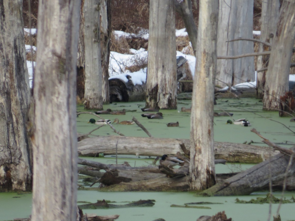 Gadwall - ML646477647