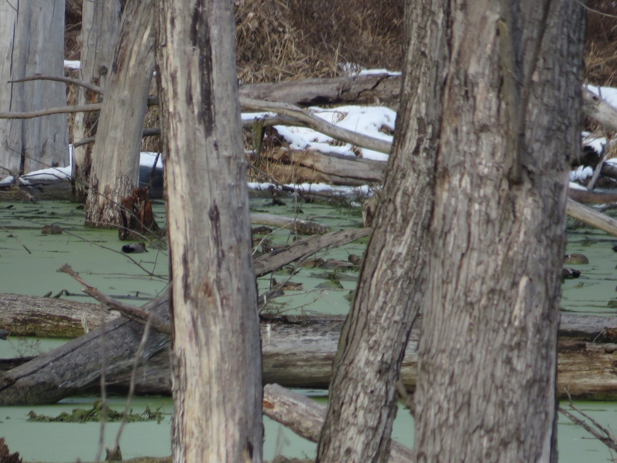 Gadwall - ML646477648