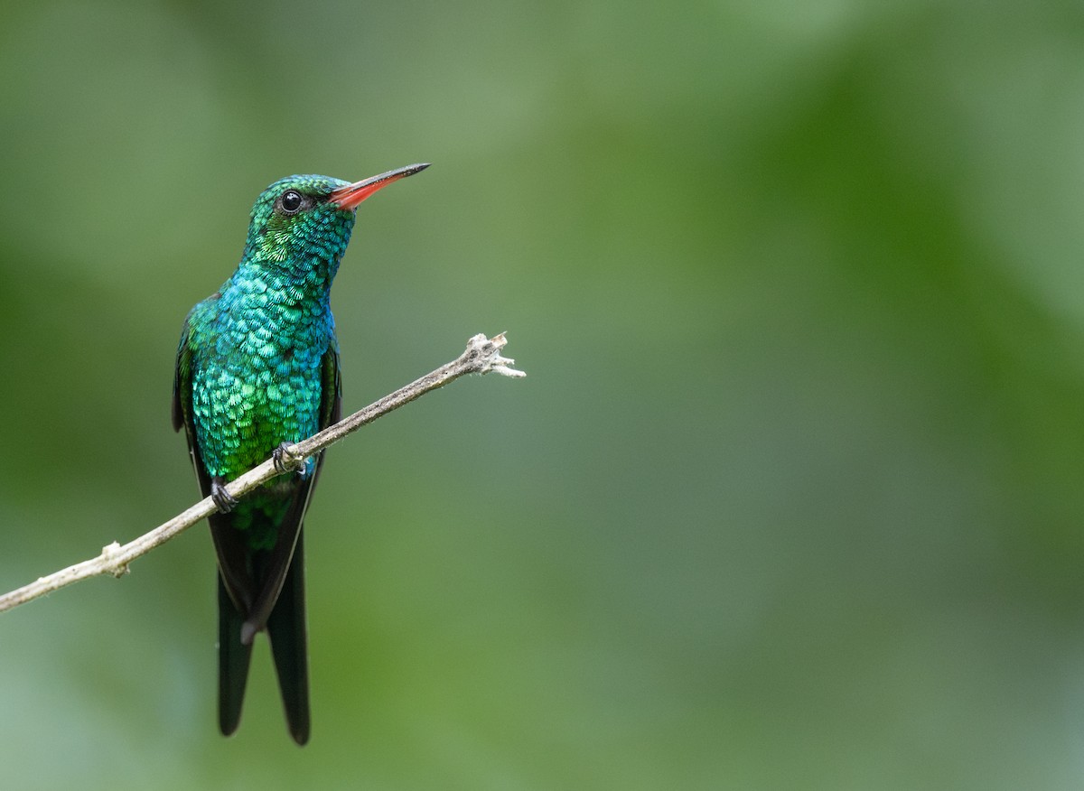 kolibřík cozumelský - ML646477649