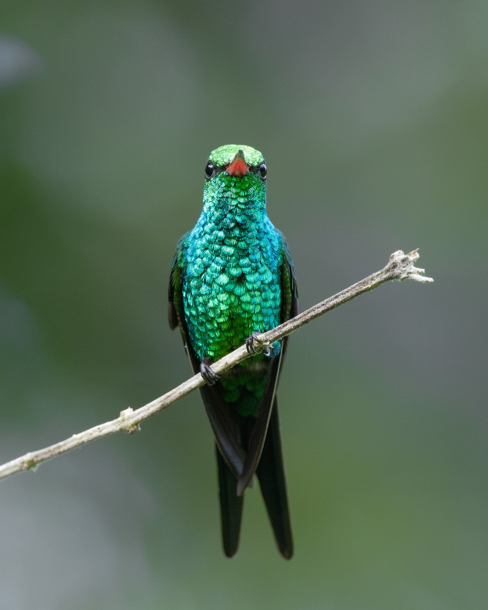 kolibřík cozumelský - ML646477650