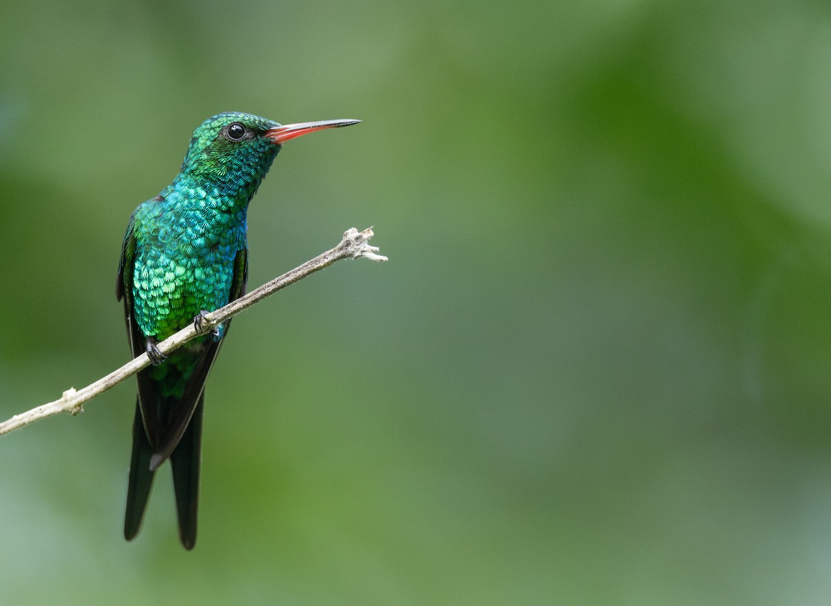 kolibřík cozumelský - ML646477651